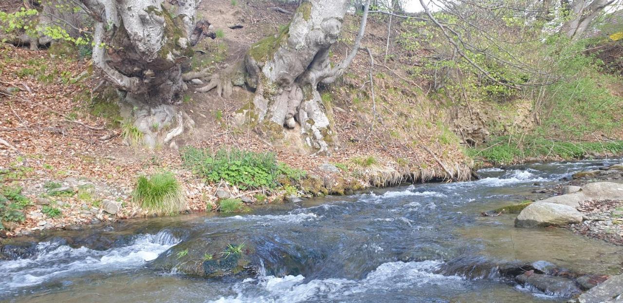 Pensiunea Elena Vistisoara Dış mekan fotoğraf